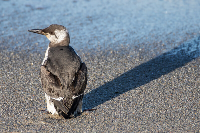 Guillemot de Troïl au ventre mazouté